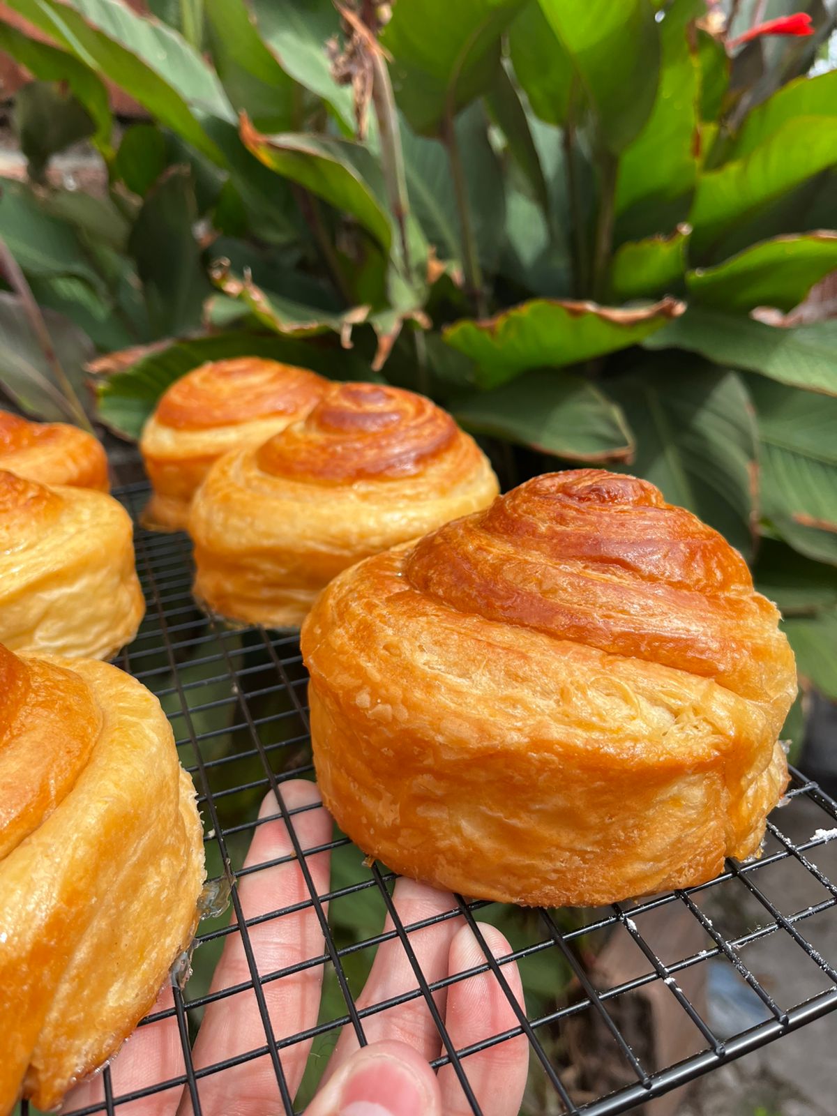 Rolls